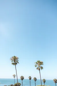 San Diego, California palm trees and ocean