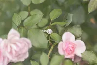 Butterfly Garden Liverpool Engagemen Session_25