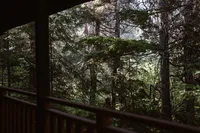 View from a wooden cabin porch overlooking dense evergreen forest in Alaska.