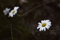White daisies with yellow centers bloom among dark green grass, with one flower in sharp focus against a blurred background.