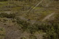 A moose trots along a narrow trail through the green Alaska wilderness, seen from the helicopter above.