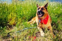 sacramento pet photographer, pet photographer sacramento, pet photos, pet photography, san francisco pet photos, pet photo sessions, pet photographer, pet photos sacramento, pet photos san francisco, family pet photos, family pet photo sessions