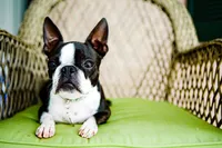 sacramento pet photographer, pet photographer sacramento, pet photos, pet photography, san francisco pet photos, pet photo sessions, pet photographer, pet photos sacramento, pet photos san francisco, family pet photos, family pet photo sessions