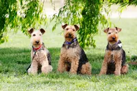 sacramento pet photographer, pet photographer sacramento, pet photos, pet photography, san francisco pet photos, pet photo sessions, pet photographer, pet photos sacramento, pet photos san francisco, family pet photos, family pet photo sessions