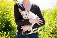 sacramento pet photographer, pet photographer sacramento, pet photos, pet photography, san francisco pet photos, pet photo sessions, pet photographer, pet photos sacramento, pet photos san francisco, family pet photos, family pet photo sessions