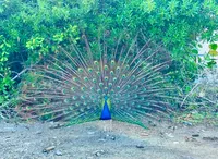 sunkissedpeacock