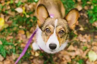 sacramento pet photographer, pet photographer sacramento, pet photos, pet photography, san francisco pet photos, pet photo sessions, pet photographer, pet photos sacramento, pet photos san francisco, family pet photos, family pet photo sessions