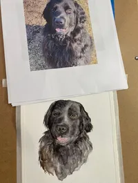 black dog portrait