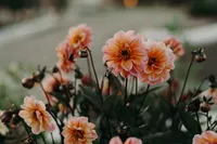 Favorites Flowers