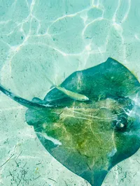 stingray