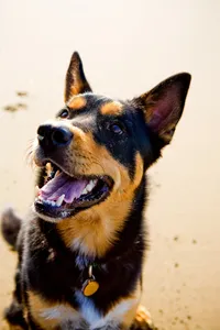 pet photographer, dog photoshoot, dog photography, dog photographer, cat photography, pet photography near me, family photo with dog, pet portraits, cat photographer, cat photoshoot, dog photographer near me, pet photographer near me, a dog photoshoot, pet photography, dog pictures, pictures of puppys, cute dog pictures, dog photo, sacramento pet photographer, san francisco pet photographer