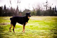 sacramento pet photographer, pet photographer sacramento, pet photos, pet photography, san francisco pet photos, pet photo sessions, pet photographer, pet photos sacramento, pet photos san francisco, family pet photos, family pet photo sessions