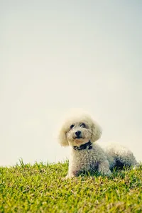 sacramento pet photographer, pet photographer sacramento, pet photos, pet photography, san francisco pet photos, pet photo sessions, pet photographer, pet photos sacramento, pet photos san francisco, family pet photos, family pet photo sessions