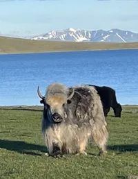 wildlife