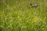 sacramento pet photographer, pet photographer sacramento, pet photos, pet photography, san francisco pet photos, pet photo sessions, pet photographer, pet photos sacramento, pet photos san francisco, family pet photos, family pet photo sessions