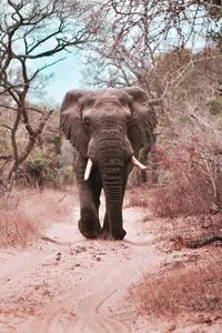 Majestic elephant in the wild, ideal for custom luxury travel and unforgettable safari experiences.