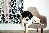 sacramento pet photographer, pet photographer sacramento, pet photos, pet photography, san francisco pet photos, pet photo sessions, pet photographer, pet photos sacramento, pet photos san francisco, family pet photos, family pet photo sessions