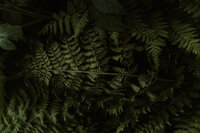 ferns-8