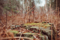 Hidden-Timber-Soul-Sanctuary-Brand-Photos-26