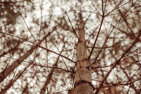 Hidden-Timber-Soul-Sanctuary-Brand-Photos-22