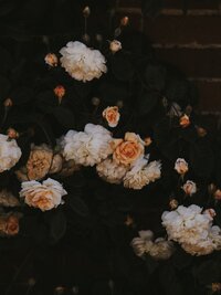 annie-spratt-2BoY-CIi2Aw-unsplash