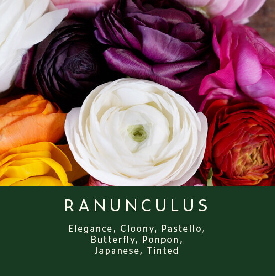Ranunculus