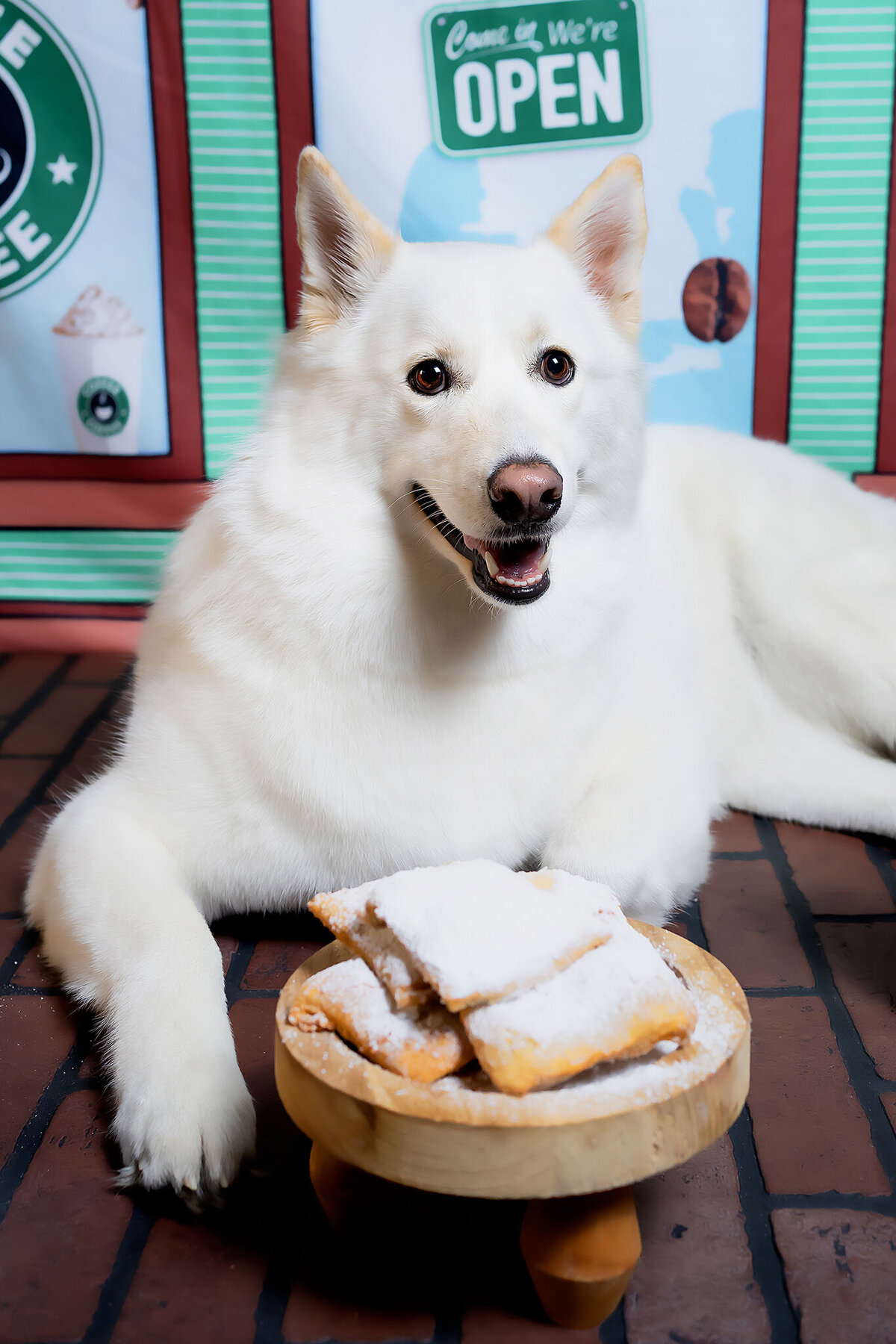 New Orleans Pet Photographer 75