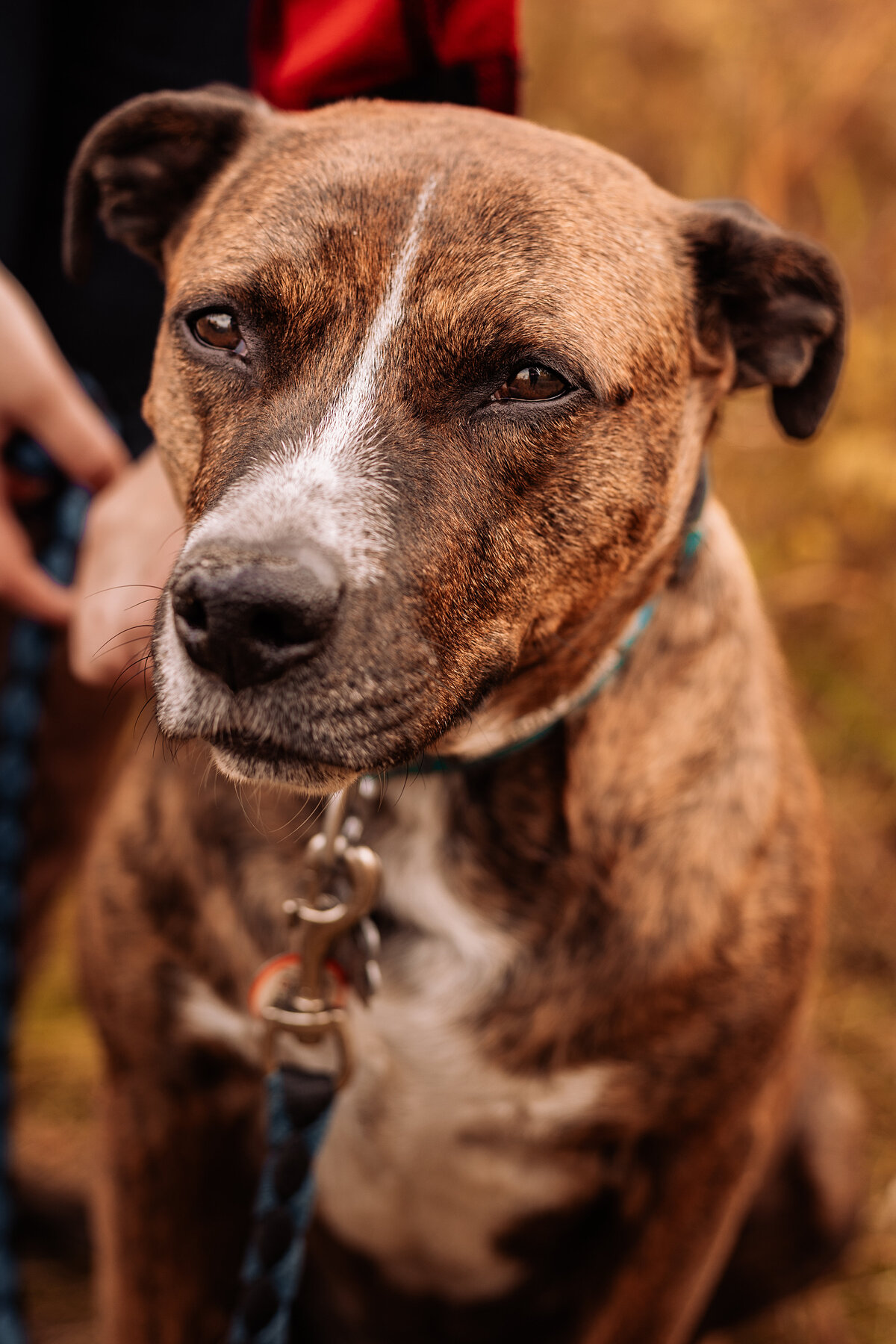 dog-staring-intently
