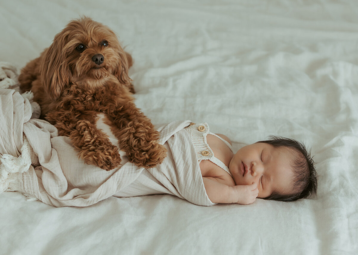 Sydney-Newborn-photographer-85