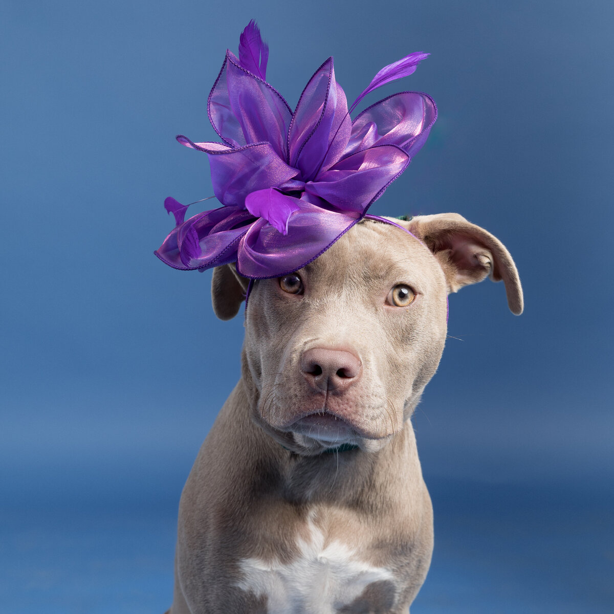 Pet photos studio Cleveland Ohio--29
