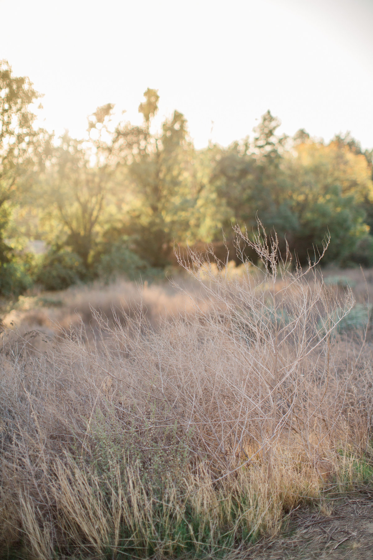 The Stillings Family 2018 | Redlands Family Photographer | Katie Schoepflin Photography66