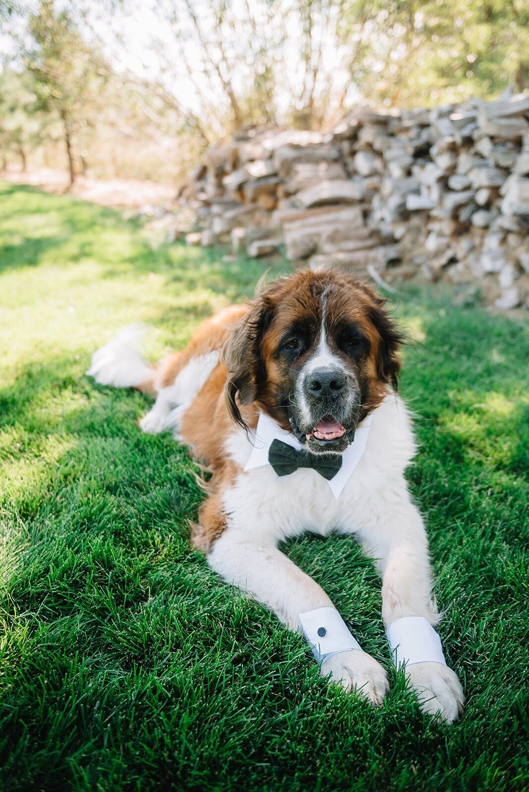 A dog in a green bow tie waits to walk down the aisle in his owners' wedding.