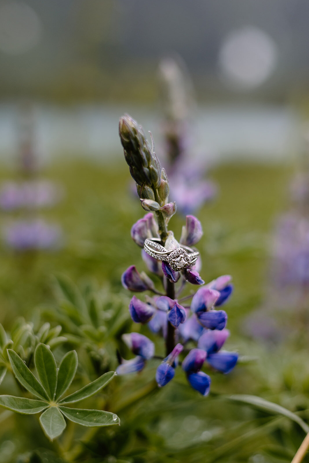 Wedding ring rests on lupine flower in close-up.