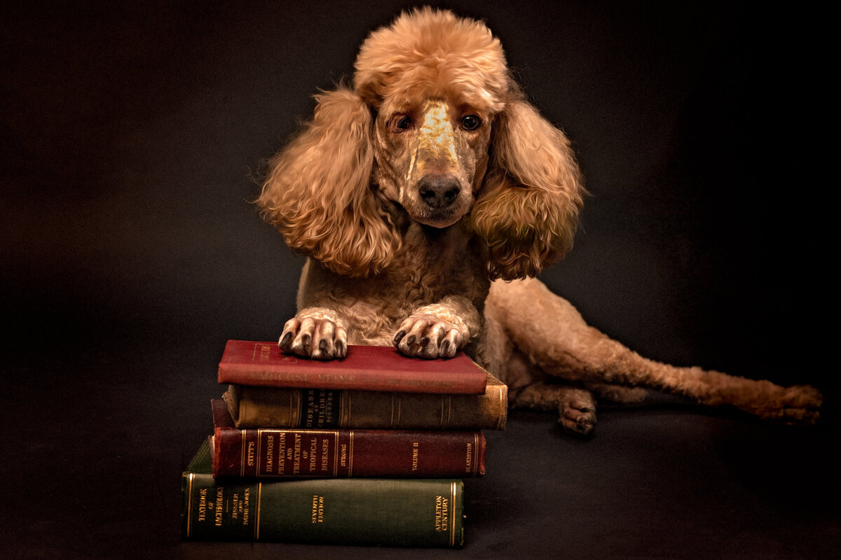 seattle-pet-photographer-2