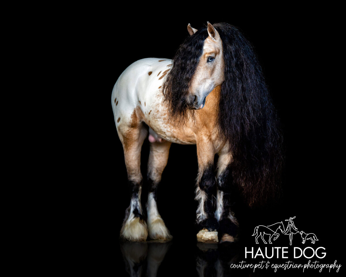 Appaloosa Gypsy Vanner with long hair poses on a black background with reflection.