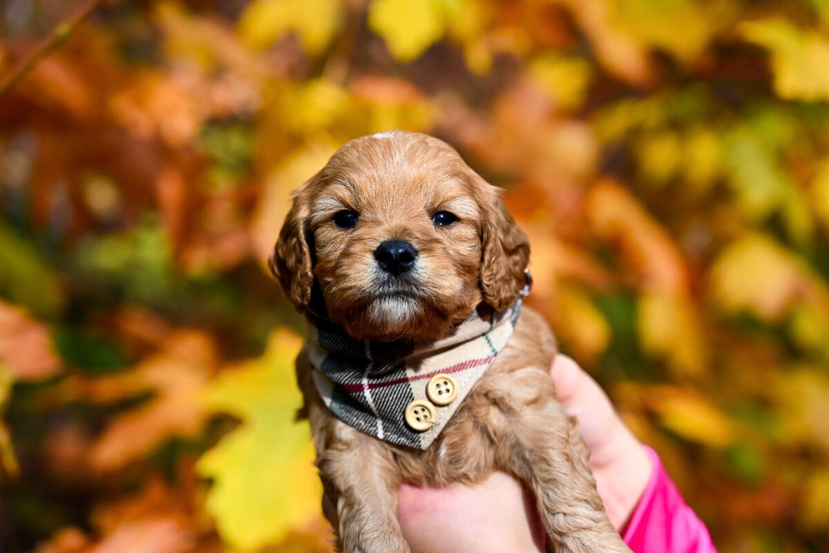 Heavenly Puppies to Love Cavapoo, Cockapoo, and Maltipoo Puppies Photo Oct 11 2023, 2 39 01 PM73