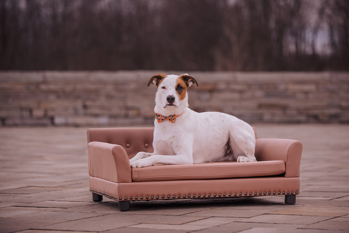 buttons-and-bones-photography-australian-cattle-dog-mix-laying-on-luxury-sofa-couch-outside