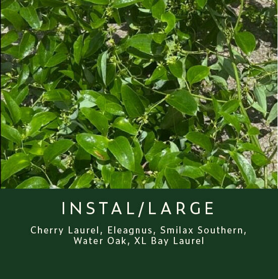 Greenery-Instal-LG