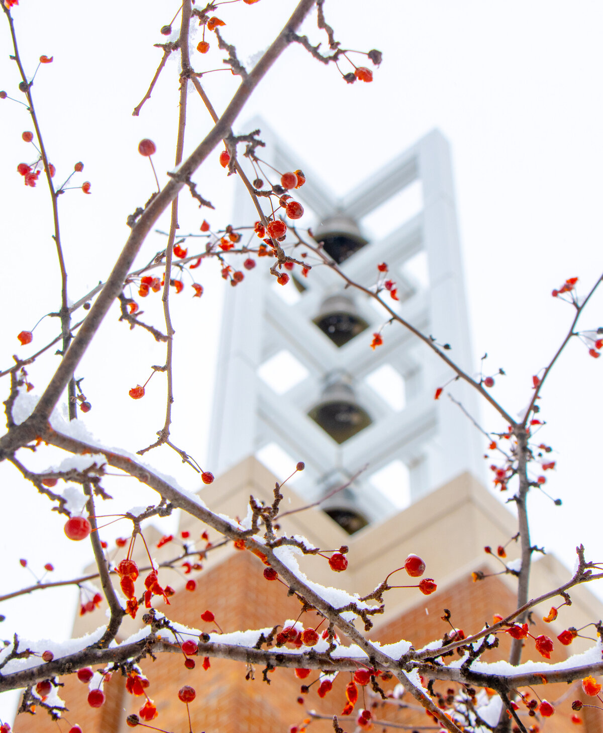 011821 Bell Tower Tall Image with red berries in focus