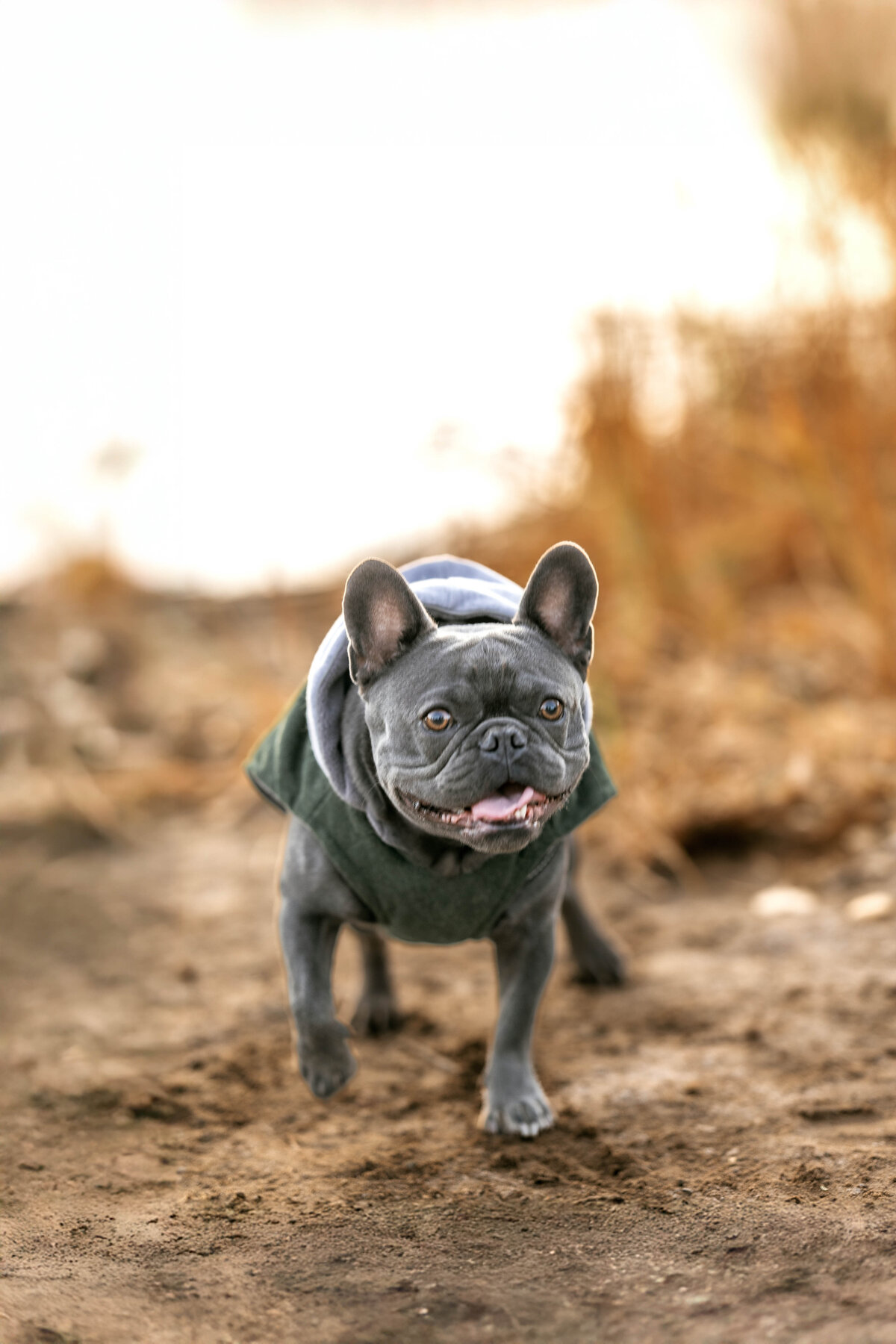 Elona SheaPhotography_christmas_spencers-31