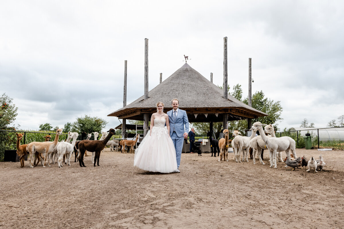Alpaca bruiloft, trouwen in Beetsterzwaag, trouwfotograaf Friesland (107)