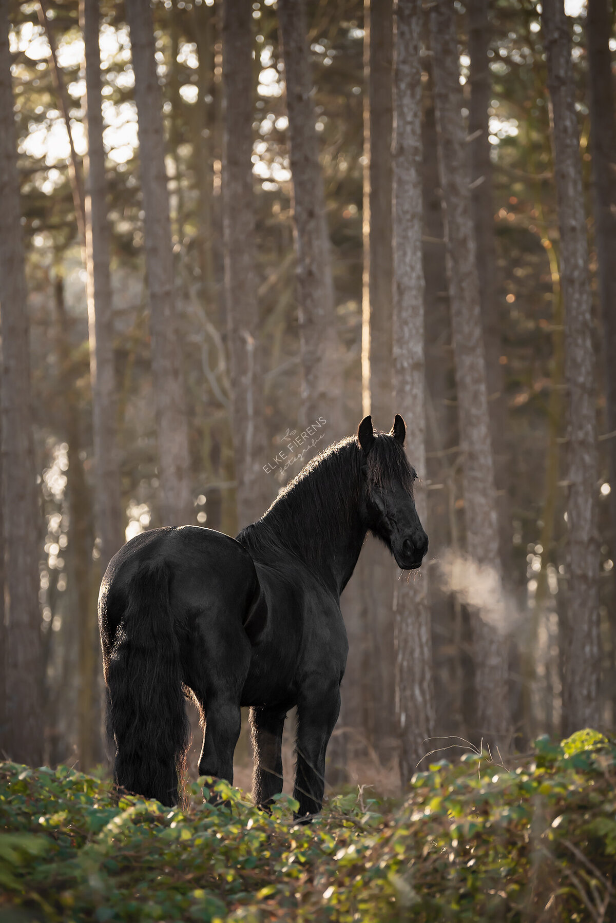 paardenfotograaf- paard in het bos - portret foto