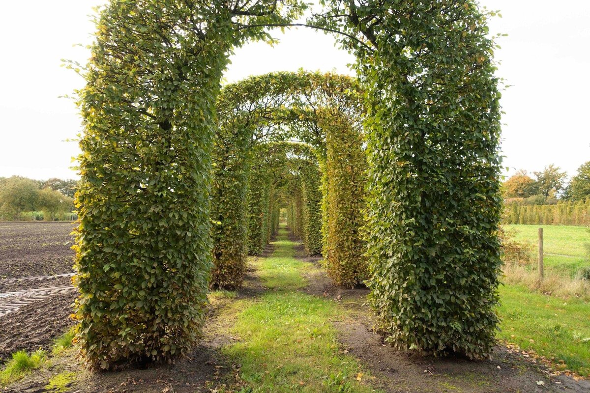 horus-paysages-sourcing-vegetaux-26