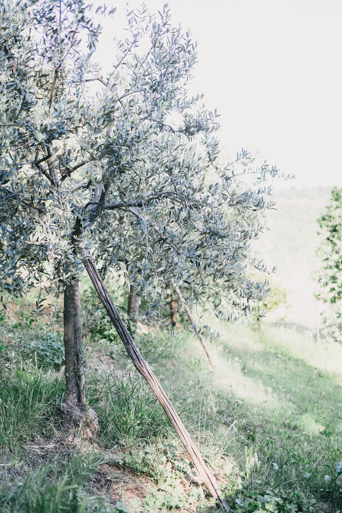 trees and green space