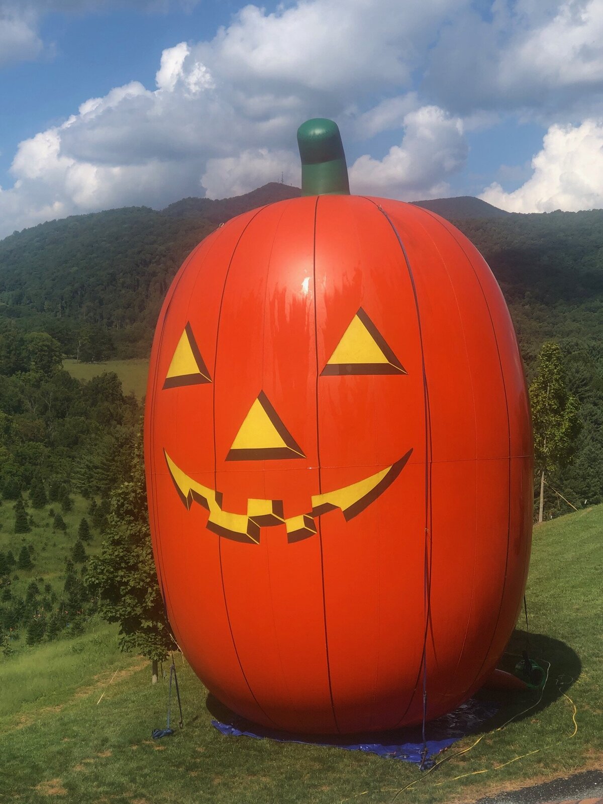 pumpkin6