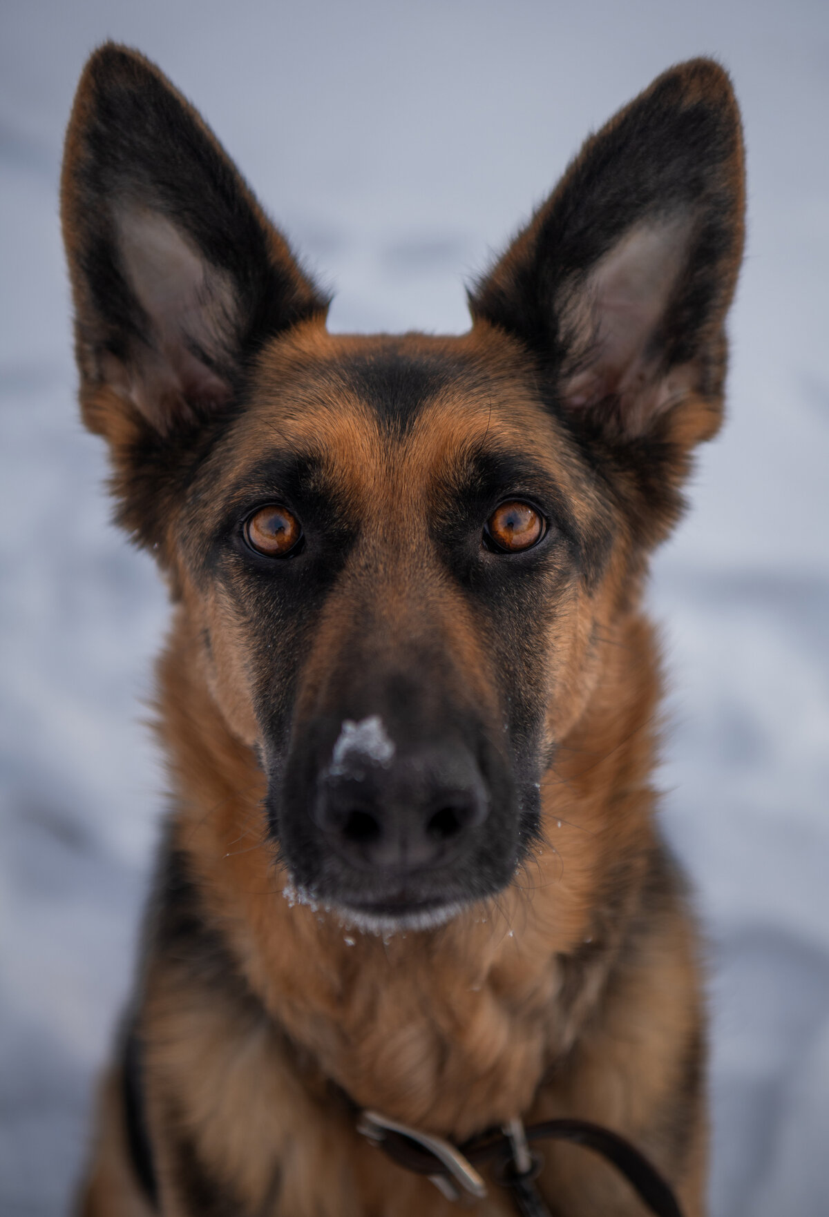 German Shepherd dog portrait taken in duluth minnesota in the winter. 