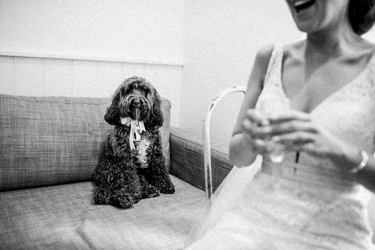 TTWWR-Animals-at-weddings-2048-30
