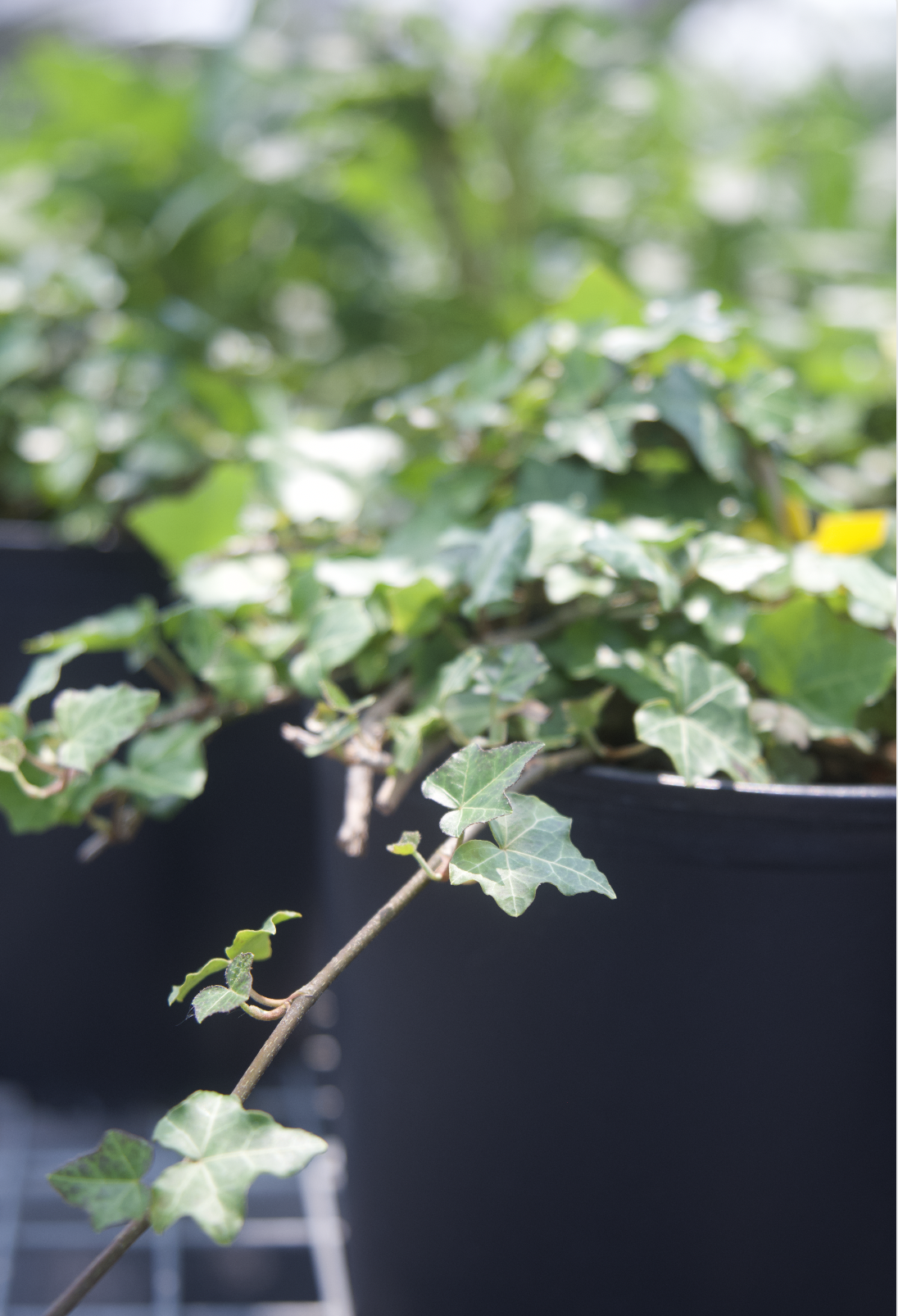 Screenshot 2025-07-18 at 8.06.52 AM