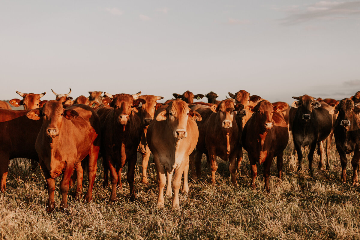 australian cattle