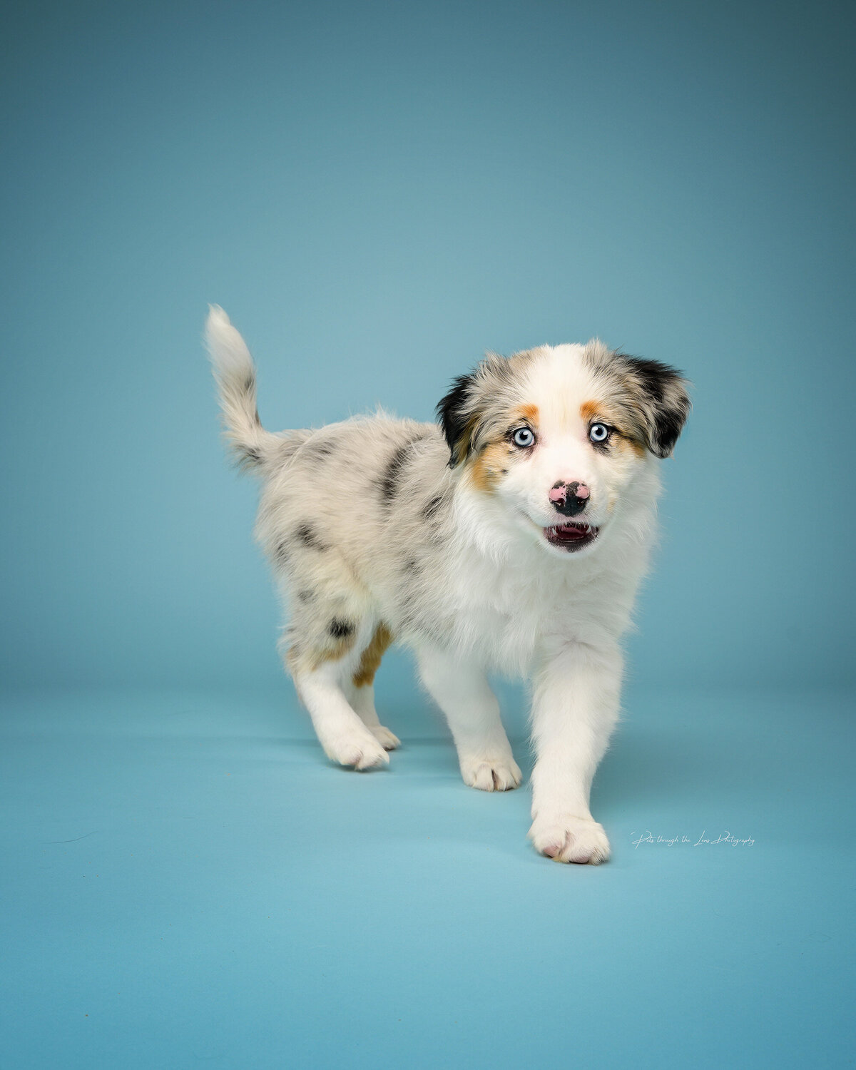 Our professional pet photography studio specializes in creating high-quality, painterly portraits that highlight the unique beauty and personality of your pet. Choose Pets through the Lens Photography for an exquisite and timeless puppy photography experience in Vancouver.